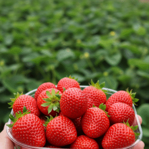 Strawberry