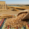 Emmer Wheat (Farro)