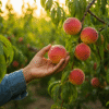 Peach