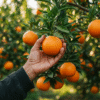 Mandarins
