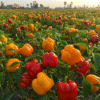 Capsicum