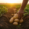 Potatoes